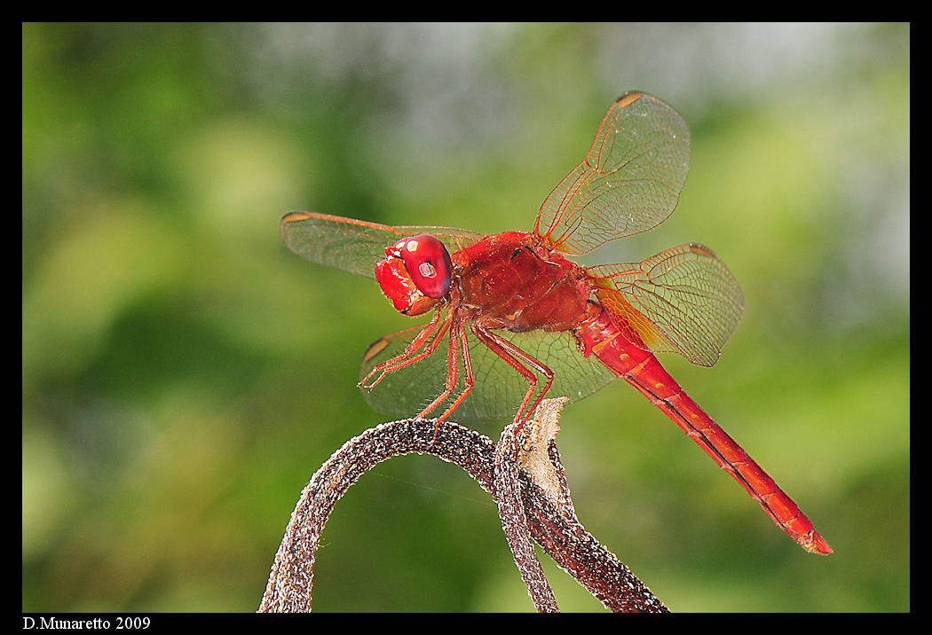 Libellula rossa